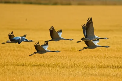 Illustration demoiselles - Image 1