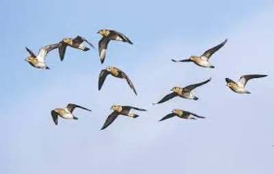 Illustration wing - Image 3