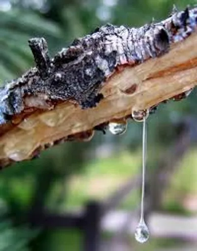 Illustration sap - Image 2