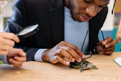 Illustration herpetology - Image 2