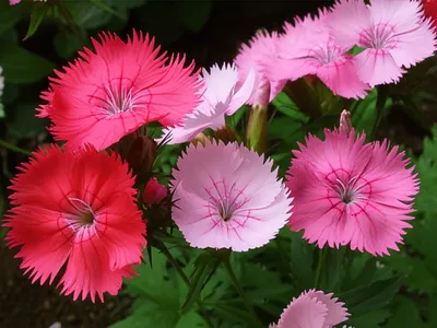 Illustration lychnis