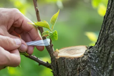 Illustration imped - Image 1