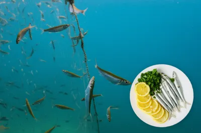 Illustration anchovies - Image 1