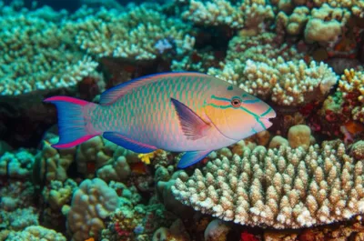 Illustration scars - Image 1