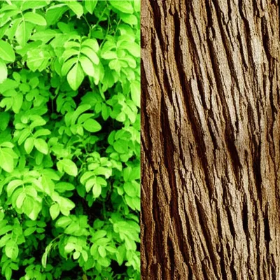 Illustration lignified