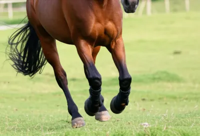 Illustration kneecap - Image 1