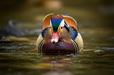 Illustration harlequin - Image 1