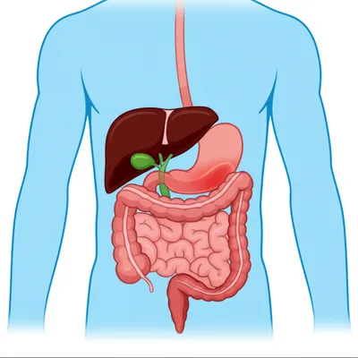 Illustration celiac - Image 1