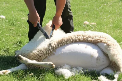 Illustration shear - Image 1