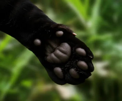 Illustration sheath - Image 1