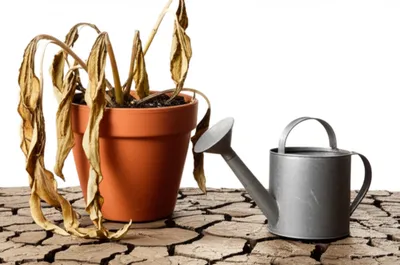 Illustration draining