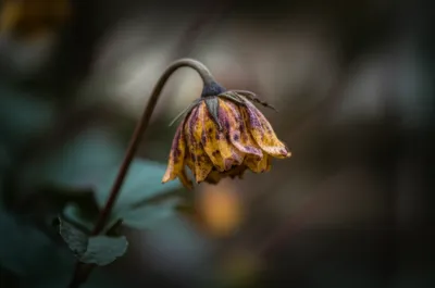 Illustration augmentation - Image 1