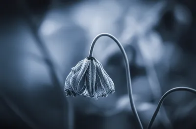 Illustration low - Image 1