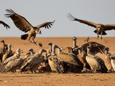 Illustration wakes - Image 1