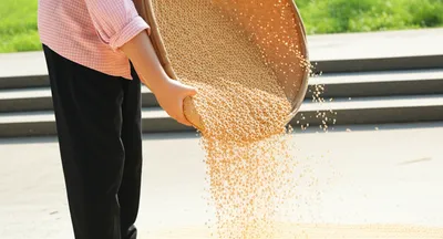 Illustration winnowing - Image 1