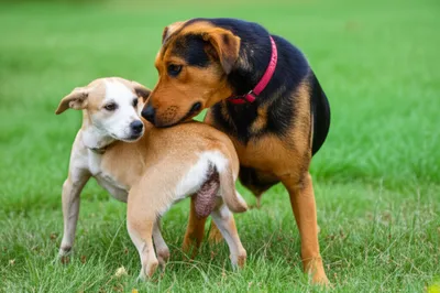 Illustration pairs - Image 1