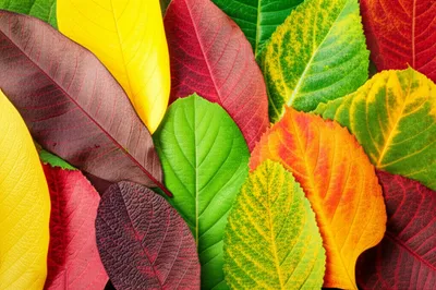 Illustration lf - Image 1