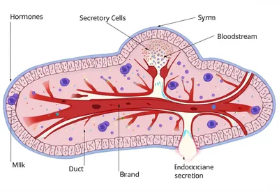 Illustration gland