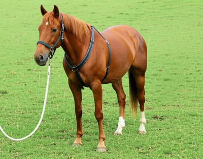 Illustration surcingle - Image 1