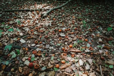 Illustration detritus - Image 1