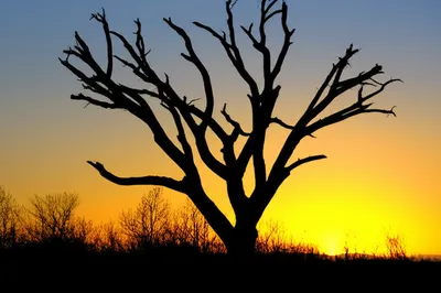 Illustration die - Image 1