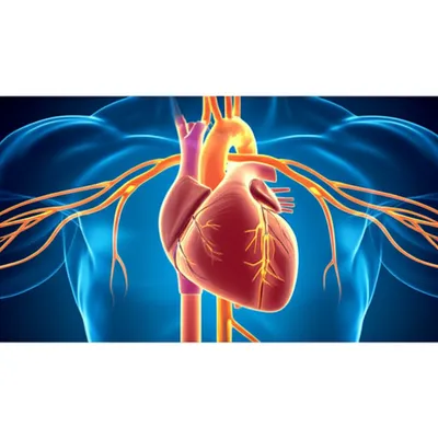 Illustration pacemaker - Image 1