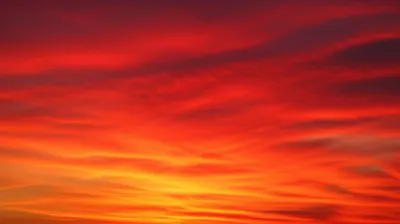 Illustration scarlet