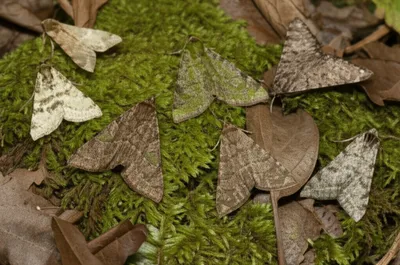 Illustration carpets - Image 1