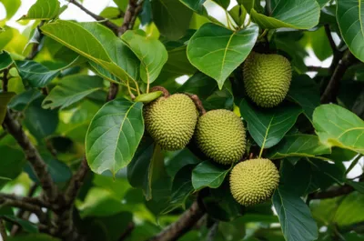 Illustration cherimoya