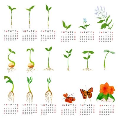 Illustration trimesters