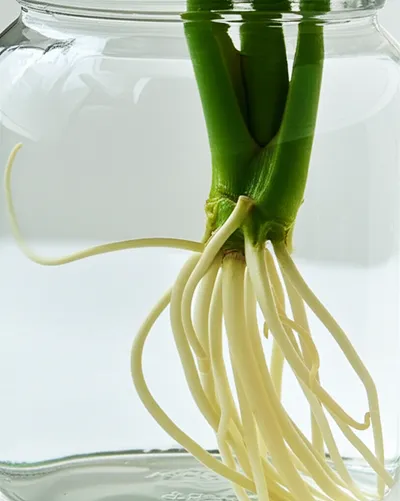 Illustration propagating - Image 2