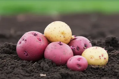 Illustration fingerling - Image 1