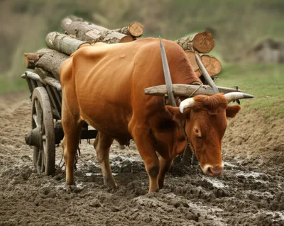 Illustration drafts - Image 1