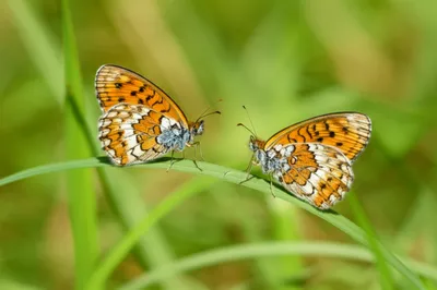 Illustration darter - Image 1