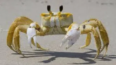 Illustration crab - Image 2