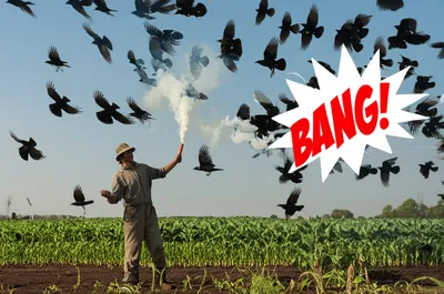 Illustration rooks - Image 1