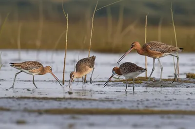 Illustration ibises - Image 1