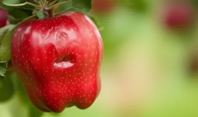 Illustration marring - Image 1