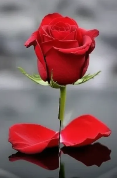 Illustration severs - Image 1