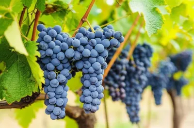 Illustration concords - Image 1