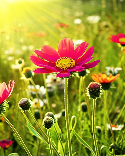 Illustration surpassing - Image 1