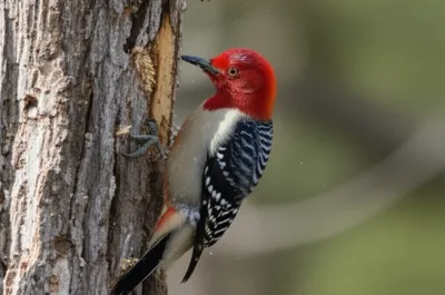 Illustration redheads - Image 1