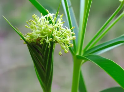 Illustration tassel - Image 1