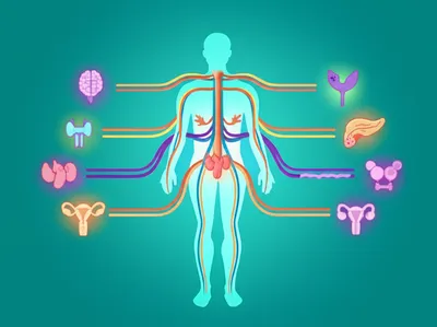 Illustration endocrinology