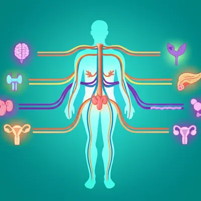 endocrinology