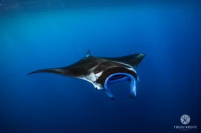 Illustration manta - Image 1