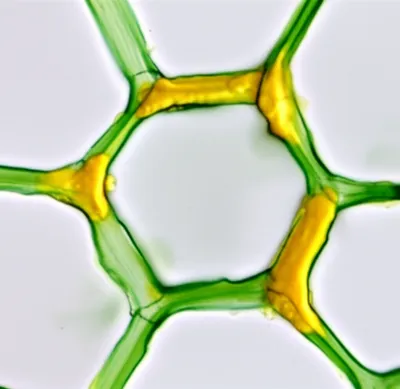 Illustration trigone - Image 1