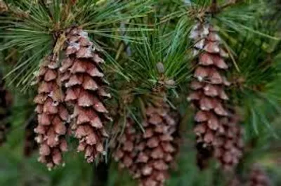 Illustration cone - Image 2