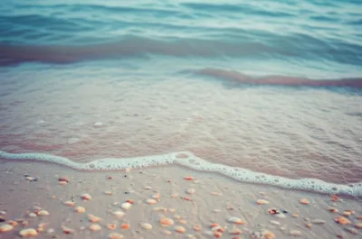 Illustration shells - Image 1