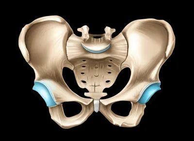 Illustration pubis - Image 1